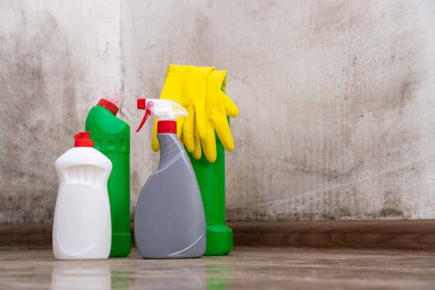 Reliable Vernon, WI Mold Removal Solutions